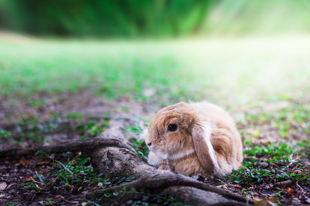 Photo of Cute Baby Bunny rabbit playing in the garden