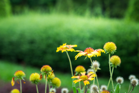    Gaillardia pulchella flower in gardentの写真素材