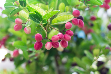   Carissa carandas on blur backgroundの写真素材