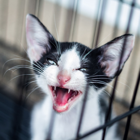   Baby cat trapped in a cageの写真素材