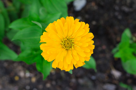  Top view yellow Zinnia violacea on blur background texture