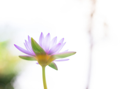  Under view beautiful purple Lotus flower or water lily on blur backgroundの写真素材