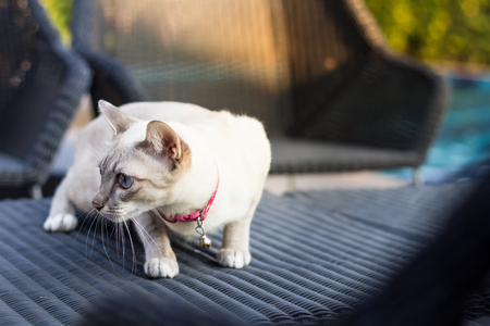 Photo of a cat move on the chairの写真素材