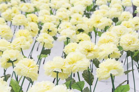 Yellow flowers soft tone vintage style for background textureの写真素材