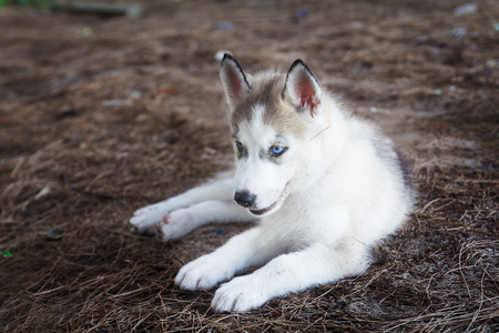 Photo of Siberian Husky Puppy dog sitting on the ground in vintage color tone