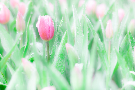 Colorful Tulip flowers meadow Spring nature background for graphic and card designの写真素材
