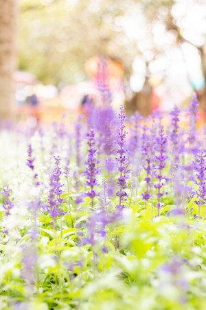 Colorful Blue Salvia flowers meadow Spring nature background for graphic and card designの写真素材