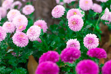 Colorful Chrysanthemum flowers meadow Spring nature background for graphic and card design