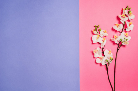 Flat lay photo of a creative freelancer woman workspace desk with copy space background. Image taken from above, top view. Minimal style with colorful paper backdropの写真素材