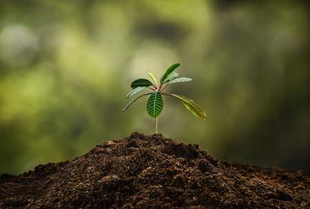 Planting a small plant on a pile of soil on green bokeh backgroud. Gardening backdrop for advertising.の写真素材