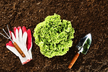 Healthy food conceptual image for horizontal background. Lettuce or cabbage lying on the soil...