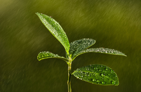 Closeup of a leaf covered in droplets, on a sunny spring or fall day. Natural green, bokeh background for concept or advertising.の写真素材
