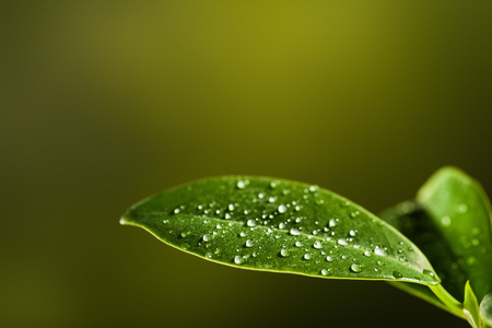 Closeup of a leaf covered in droplets, on a sunny spring or fall day. Natural green, bokeh...