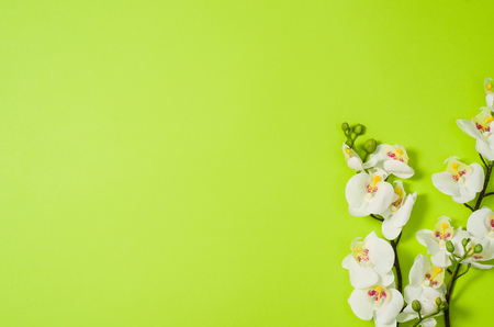 Flat lay photo of a creative freelancer woman workspace desk with copy space background. Image taken from above, top view. Minimal style with colorful paper backdrop and flowersの写真素材
