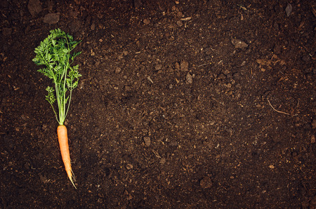Raw, natural food background. Vegetables, carrot top view on natural soil background. Photograph taken from above, with dirt, soil. Vintage gardening concept with copy spaceの写真素材