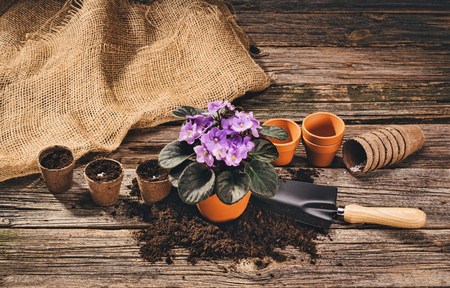 Preparing for a seasonal transplantation of plant or flower, in a gardening, vintage shed near house. Product still life image. Planting in the garden concept photograph.の写真素材