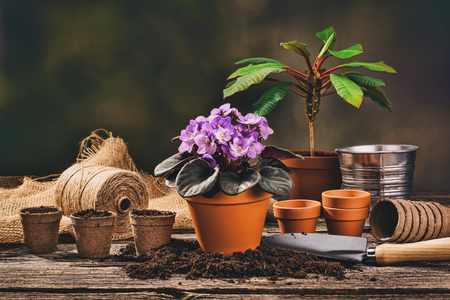 Preparing for a seasonal transplantation of plant or flower, in a gardening, vintage shed near house. Product still life image. Planting in the garden concept photograph.の写真素材