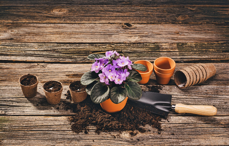 Preparing for a seasonal transplantation of plant or flower, in a gardening, vintage shed near house. Product still life image. Planting in the garden concept photograph.の写真素材
