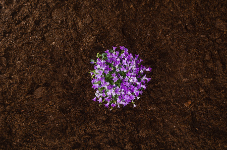 Gardening tools on fertile soil texture background seen from above, top view. Gardening or planting concept. Working in the spring garden.の写真素材