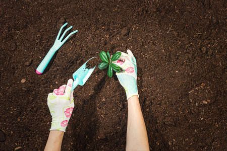 Gardening tools on fertile soil texture background top view.の写真素材