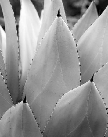 Cactus Leaveの写真素材