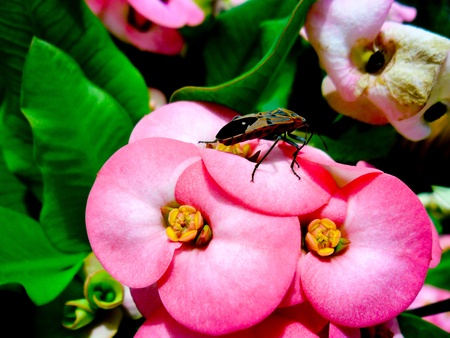 Flowers and bugs.の写真素材