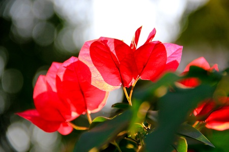 Red flowers.
