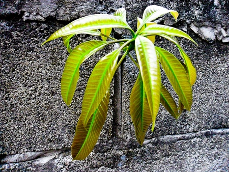 Stone wall and Treetopの写真素材