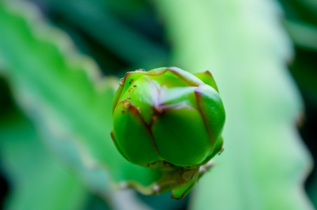 flower ,fruit 