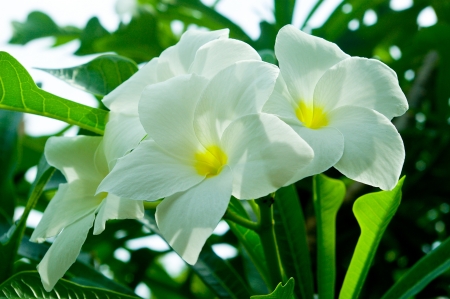 flower,White flowers.の写真素材