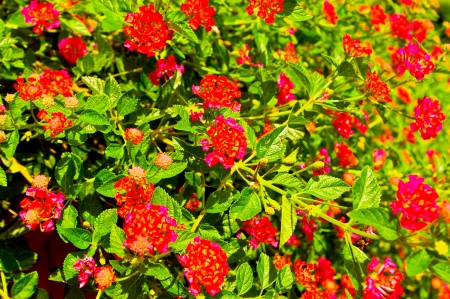 flowerの写真素材