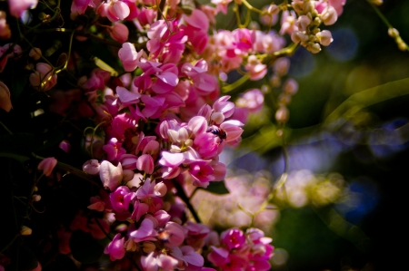 Pink flowersの写真素材