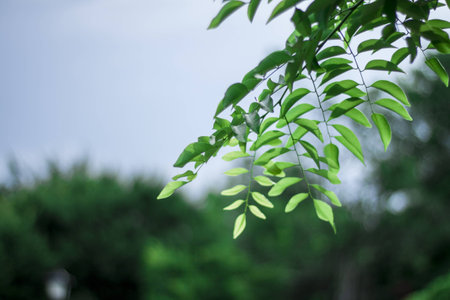 vivid green leavesの写真素材