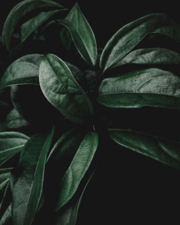 Bunch of wild Leaves in moody soft light, Moody dark theme.