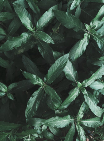 Top down shot of plants with Long leaves.