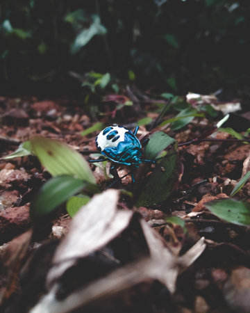 Extreme Closeup of Cotton Harlequin Bug.