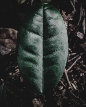 Close up of a very smooth Leaf with dark moody Environment.