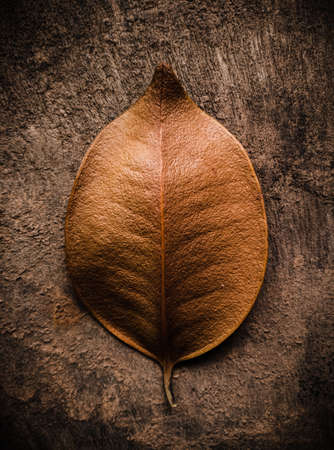 Fully Dried leaf on a Wooden surface.の写真素材