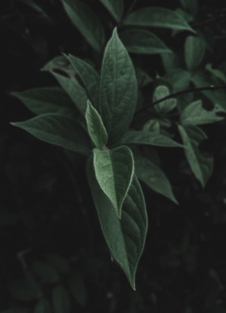 Isolated Closeup from the front of a stem, Foliage, Selective Focus, Moody Theme.の写真素材