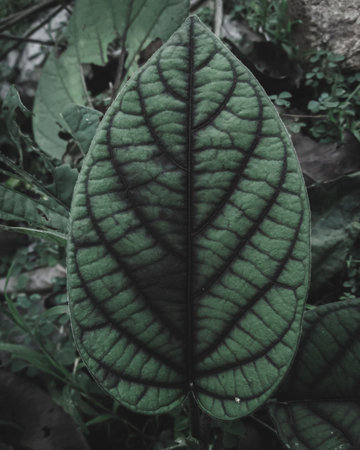 Closeup of a Dark Veined Leaf ,Foliage, Selective Focus, moody Theme.の写真素材