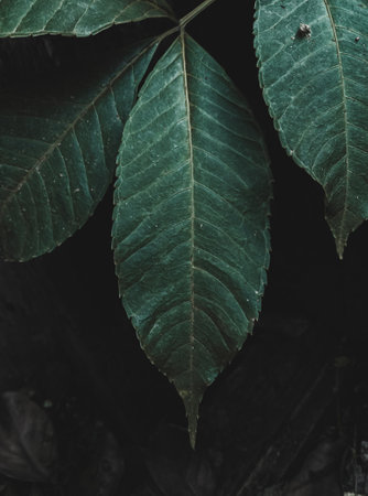 Closeup of Long Leaves, Foliage, Selective Focus, Moody Theme.の写真素材