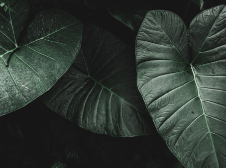 Background of Tropical Leaves, three big tropical leaves , Foliage, Selective Focus, moody theme.