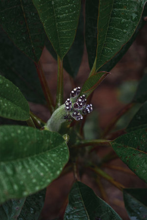 Closeup macro shot of a Plant Leaf bud with ants on it.の写真素材