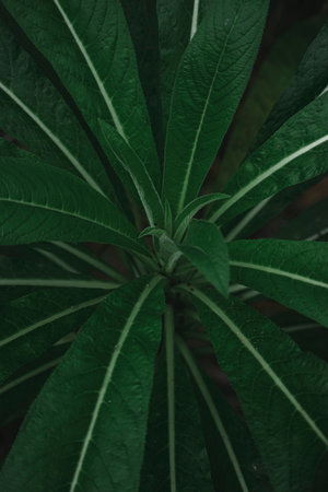 Closeup of a Plant bud with Long Leaves.の写真素材