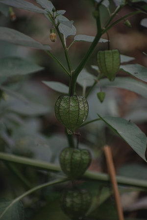 Isolated Closeup of a Wild Fruit hanging from its Stem.の写真素材