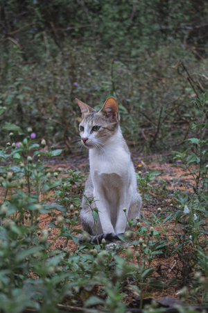 Portrait of a cat in the Nature Environment.の写真素材