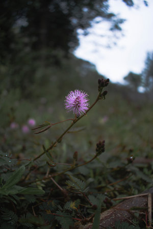 Closeup of the Purplish Pink Flower of Famous Touch Me Not Plant.の写真素材