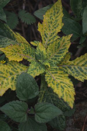 Top Down Shot of a Yellow Plant.の写真素材