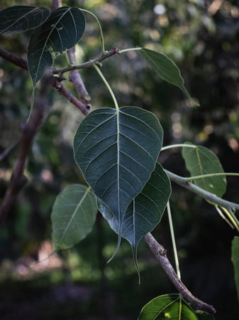 Front Shot of the Leaf of the plant Sacred fig also known Banyan Treeの写真素材