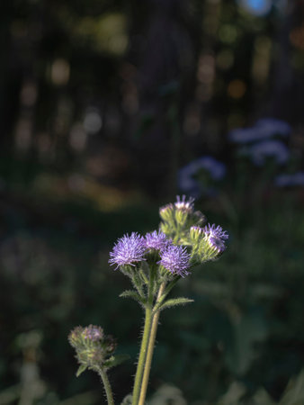 Isolated Closeup of the Flower of the Plant Billygoat weed.の写真素材